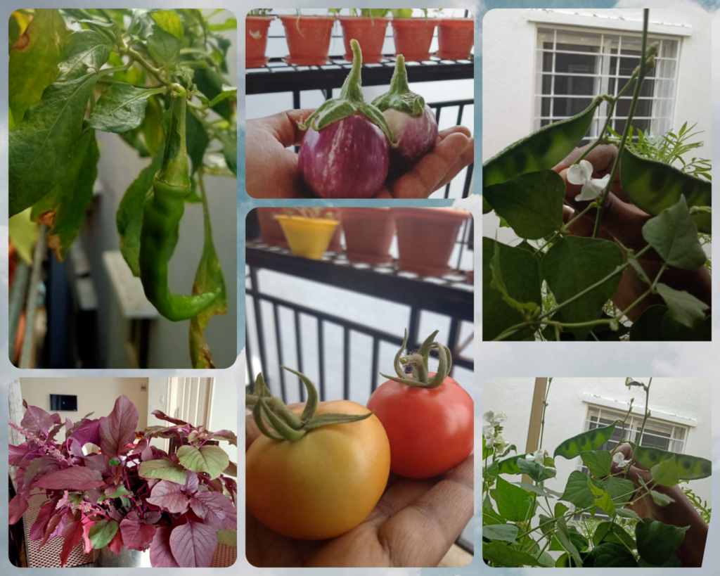 A collage of plants grown by LogicMonitor employees. 